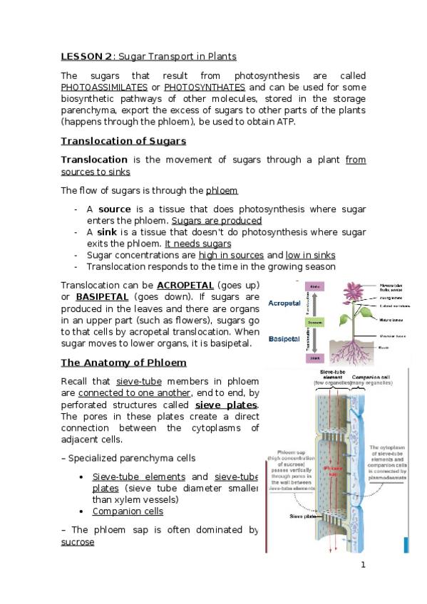Miniatura del documento LESSON-2-transport-through-phloem.docx