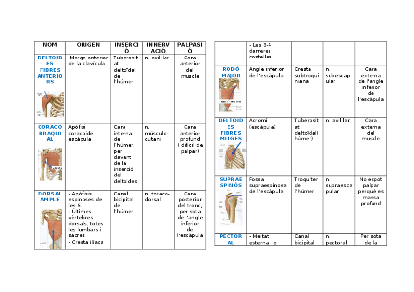 Miniatura del documento Taula-musuls-Loreto-2n-examen.docx