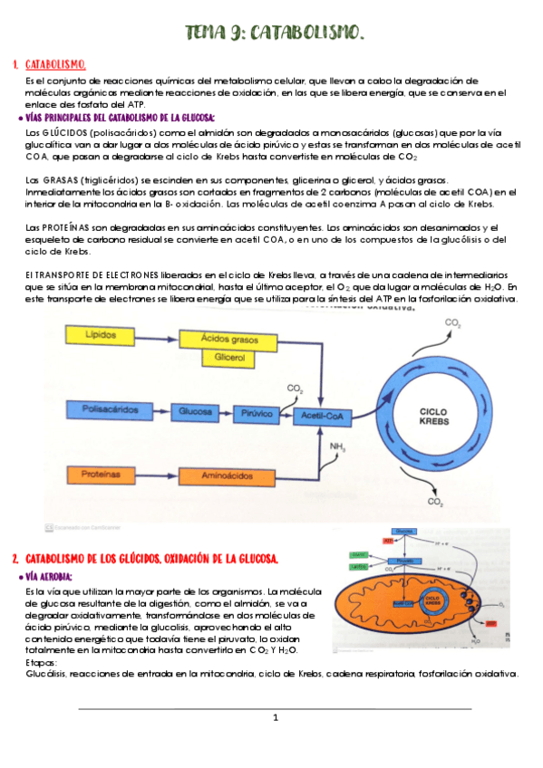 Miniatura del documento TEMA-9-BIO.pdf