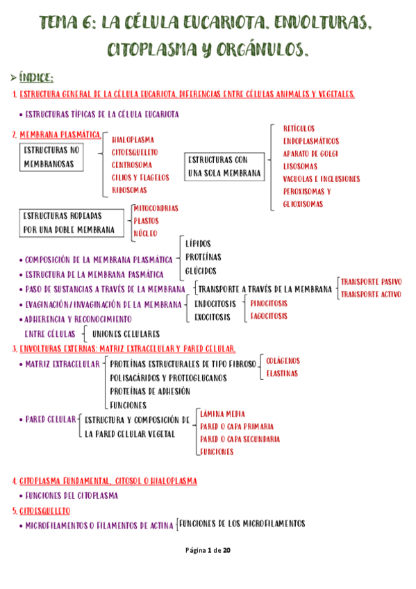 Miniatura del documento TEMA-6-LA-CELULA-EUCARIOTA.pdf