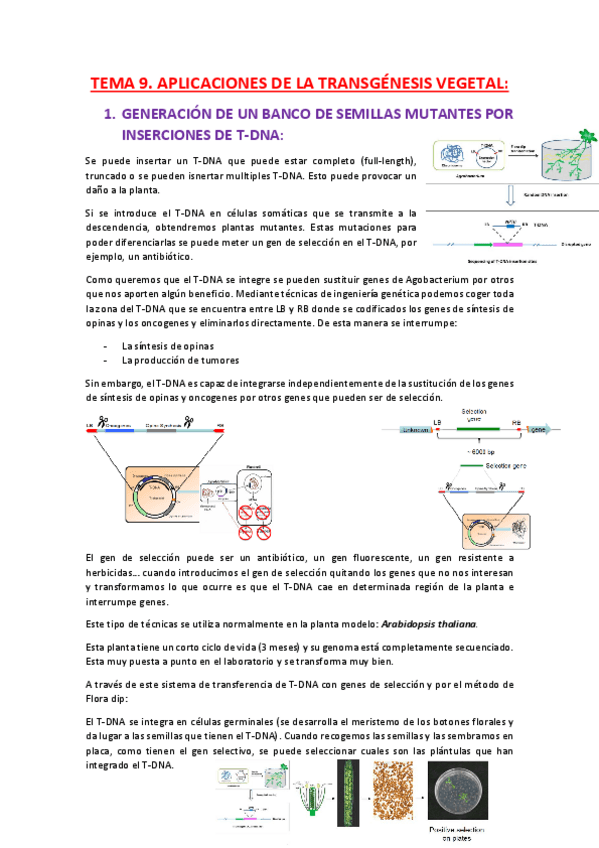 Miniatura del documento TEMA-9-APLICACIONES-DE-LA-TRANSGENESIS-VEGETAL.pdf