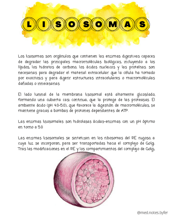 Miniatura del documento Lisosomas-y-Peroxisomas.pdf