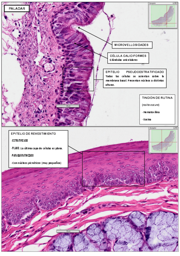 Miniatura del documento PRÁCTICA 1.pdf