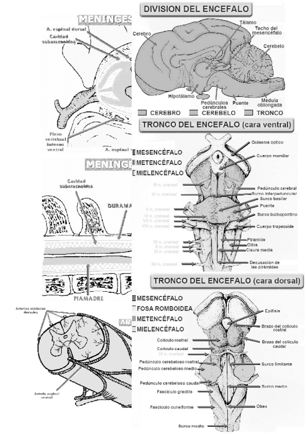 Miniatura del documento Imágenes apuntes para imprimir.doc