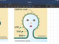 clathrin