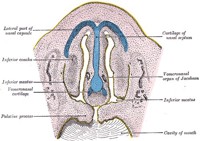 org_vomeronasal