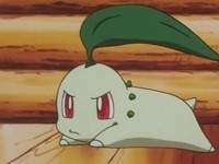 chikorita03