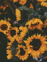 lady_sunflower