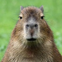 CapibaraEnjoyer