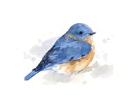 BlueBirdy