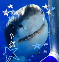 theshark