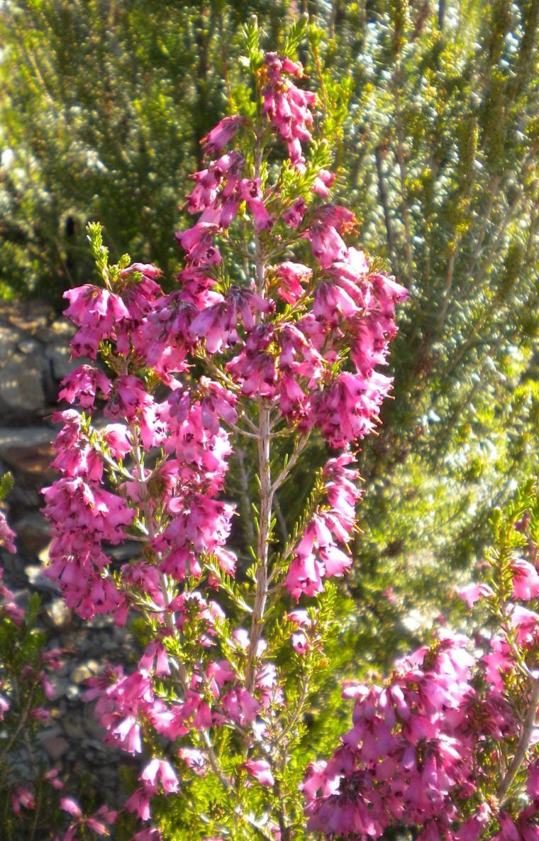 Erica_australis