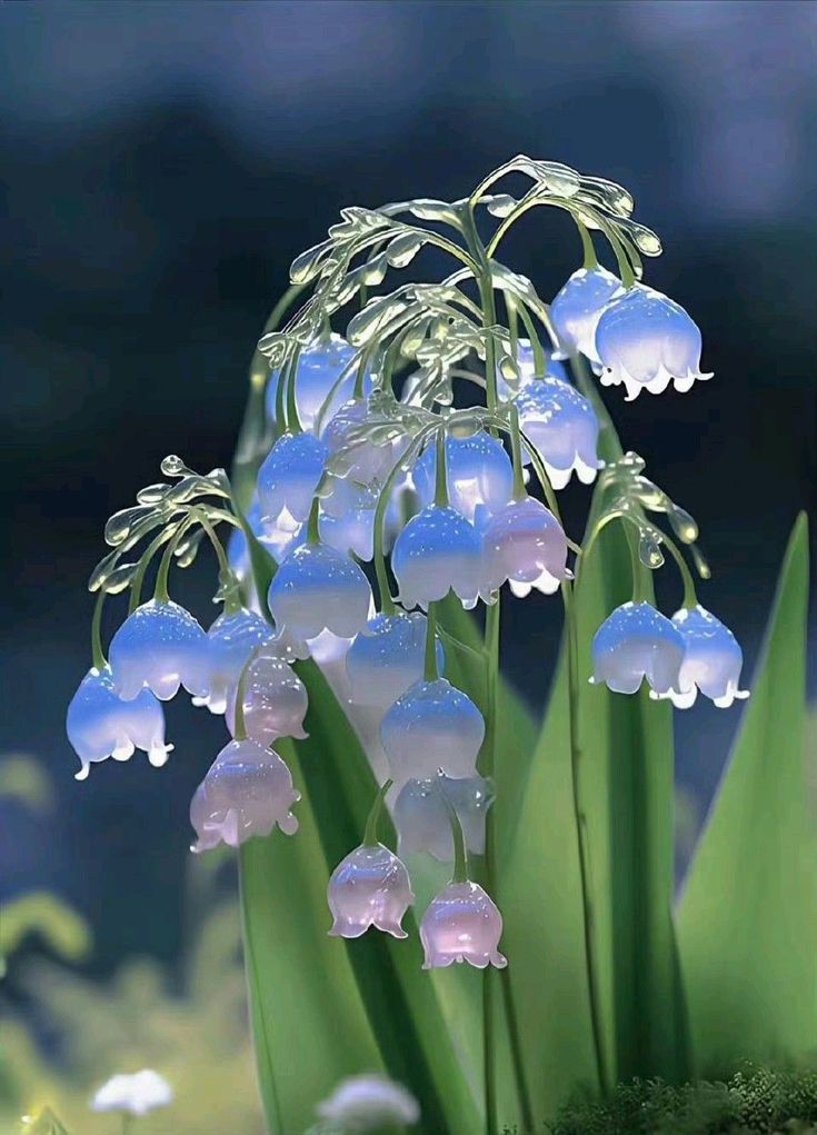 lily_of_valley
