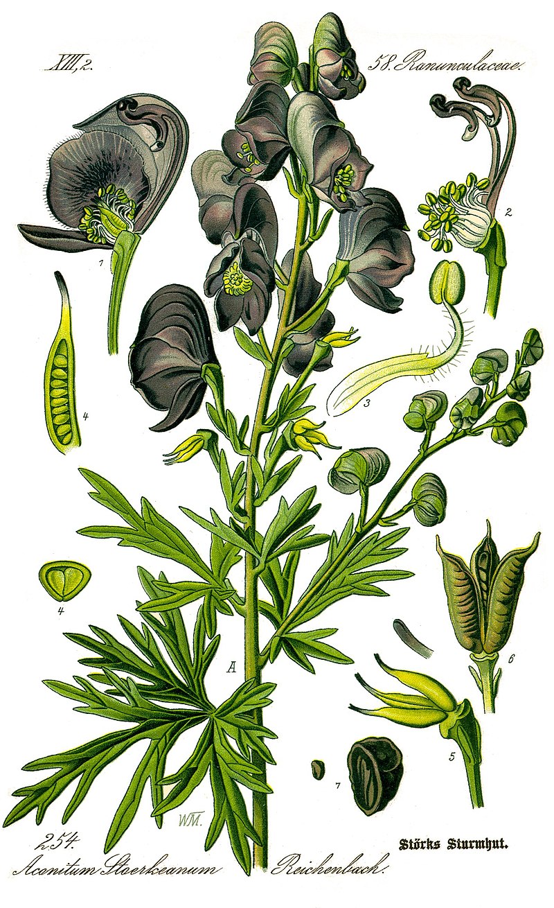 aconitum