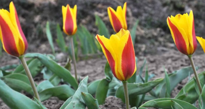 Tulipa